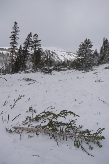 Damaged trees and debris across Lulu pass road from Henderson avalanche